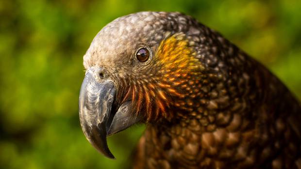 HCUARLEVZVCKLFNGYAVUHKOZ5A