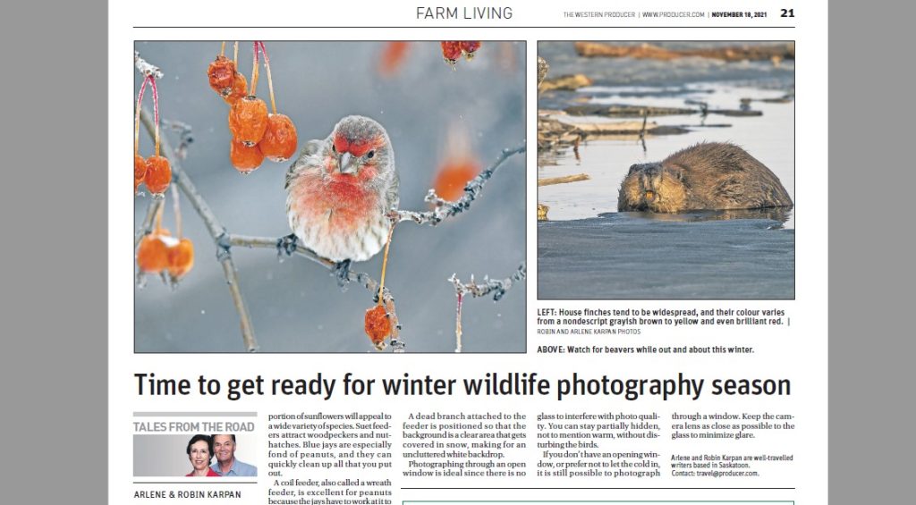 Time to get ready for winter wildlife photography