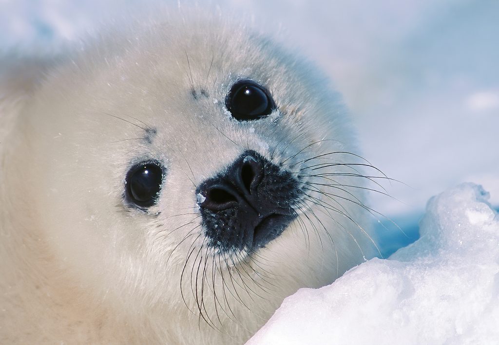 karpan-nature-photo-harp-seal