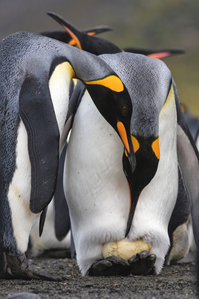 krause-nature-photo-awaiting-new-arrival