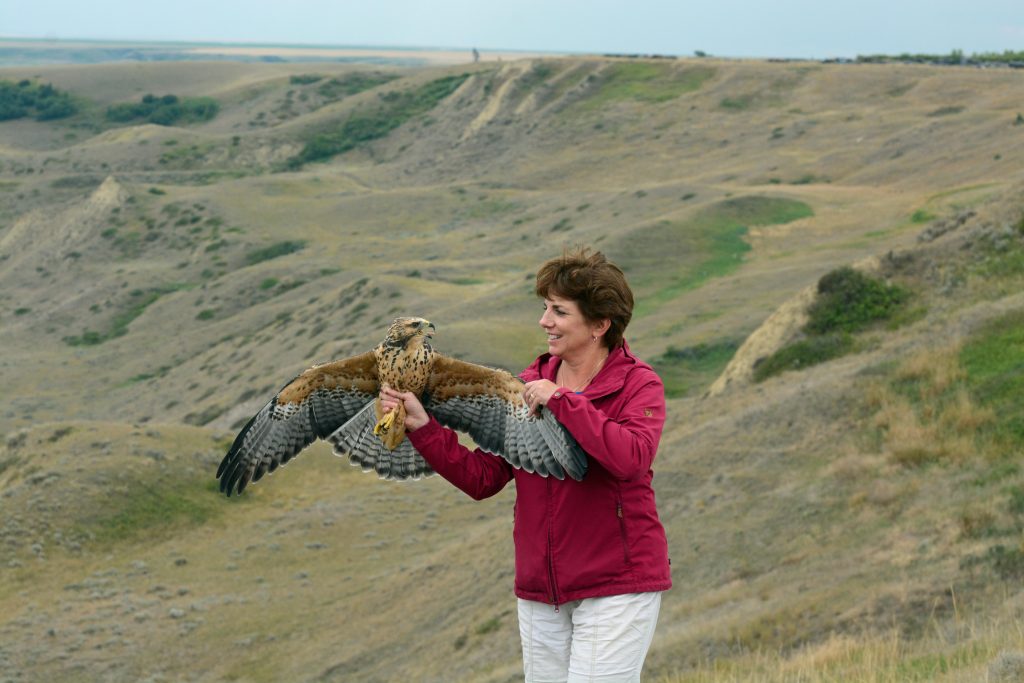 olsengbest-people-photo-releasing-rehabilitated-red-tailed-hawk