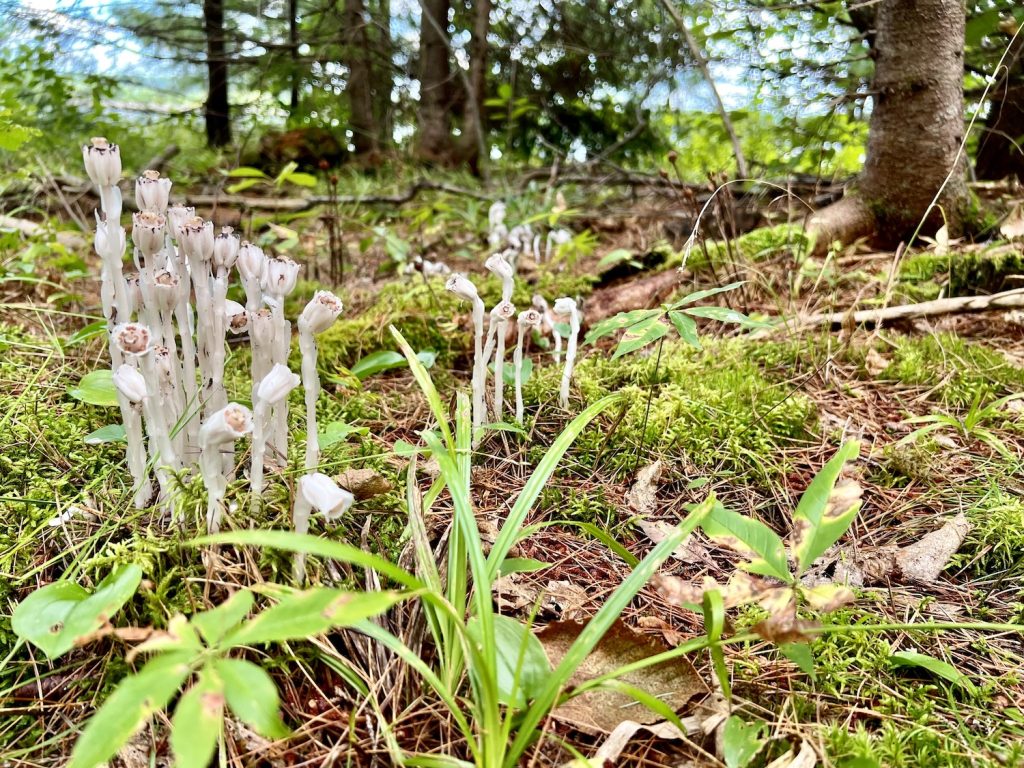 BABISNHS-Ghost Pipe2 CREDIT Jennifer Bain