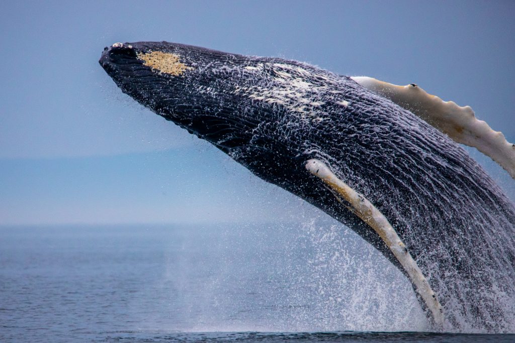 metcalfe-best-nature-photo-humpback