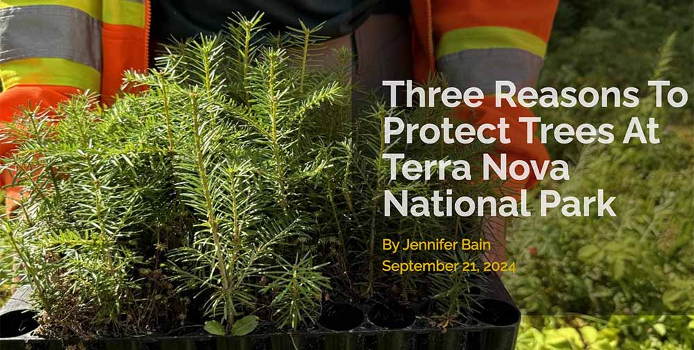 https://www.nationalparkstraveler.org/2024/09/three-reasons-protect-trees-terra-nova-national-park?fbclid=IwY2xjawFbnhVleHRuA2FlbQIxMQABHX9TzqEUyDtjv8CvYYWVsB-xM5wej1Rf311Olht9ziSo1ox1KL6f3Q66DQ_aem_g-LfEyfAkq_MO1XsGgis1Q